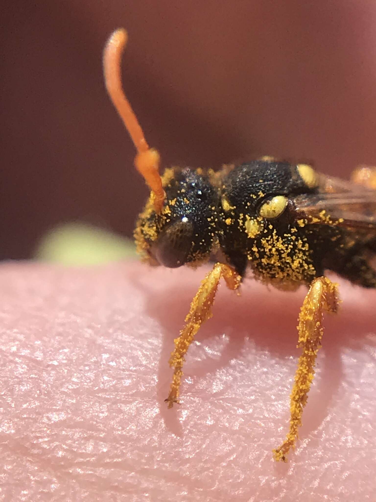 Image of Nomada fucata Panzer 1798