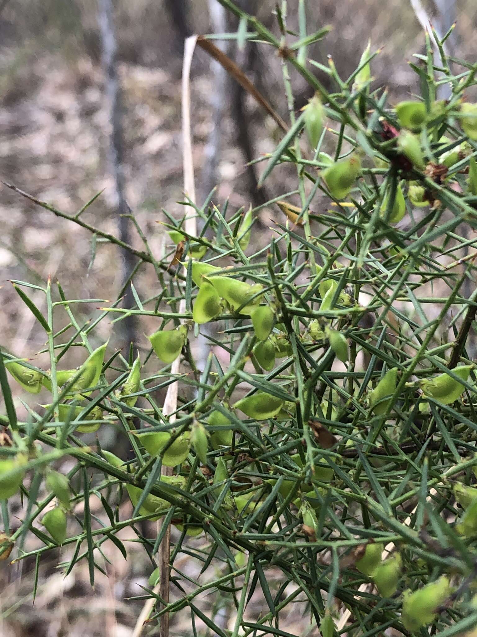 Image de <i>Daviesia ulicifolia</i> subsp. <i>stenophylla</i>