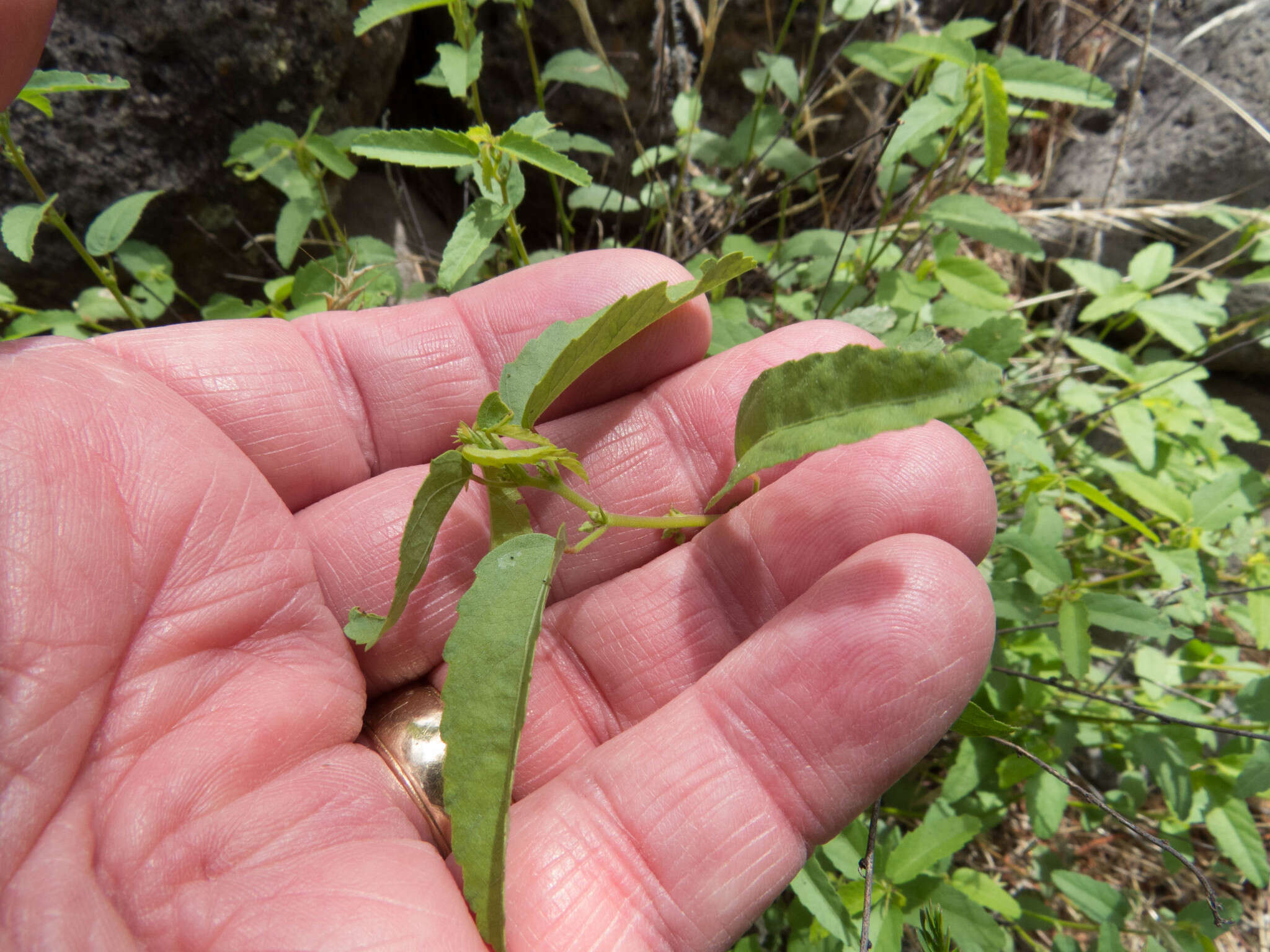 صورة Ayenia filiformis S. Wats.