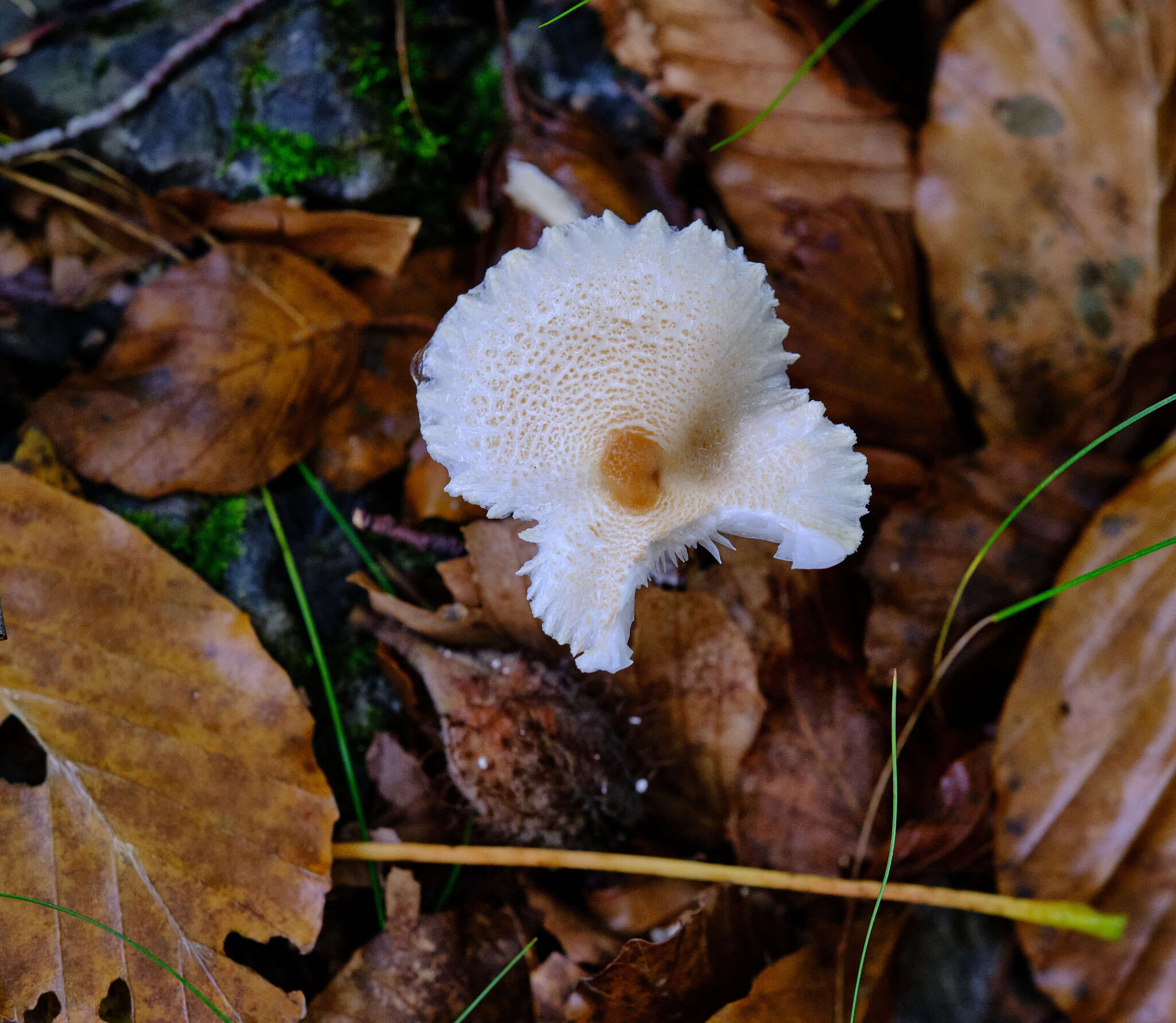 Image of Lepiota clypeolaria (Bull.) P. Kumm. 1871