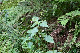 Image de Impatiens furcillata Hemsl. ex Forb. & Hemsl.