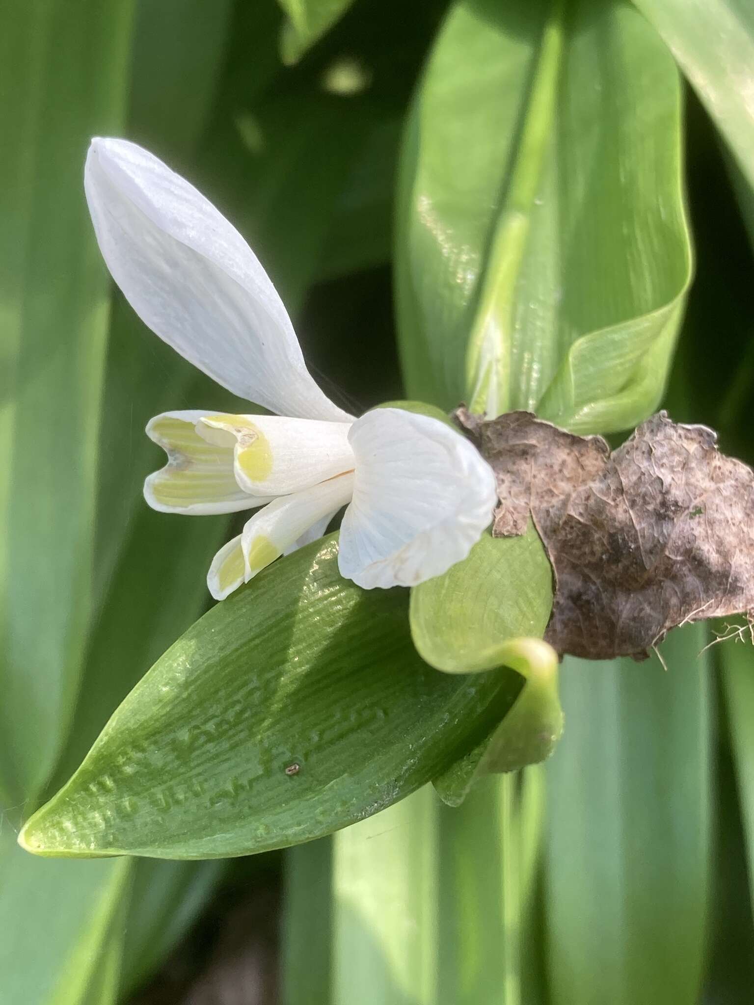 Image de Galanthus woronowii Losinsk.