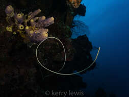 Image of Black Wire Coral