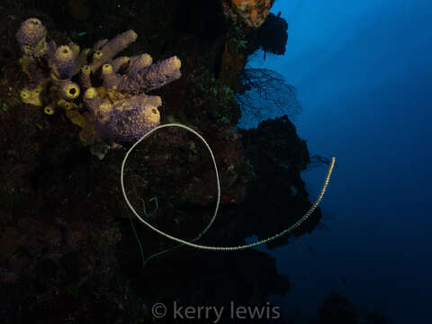 Image of Black Wire Coral