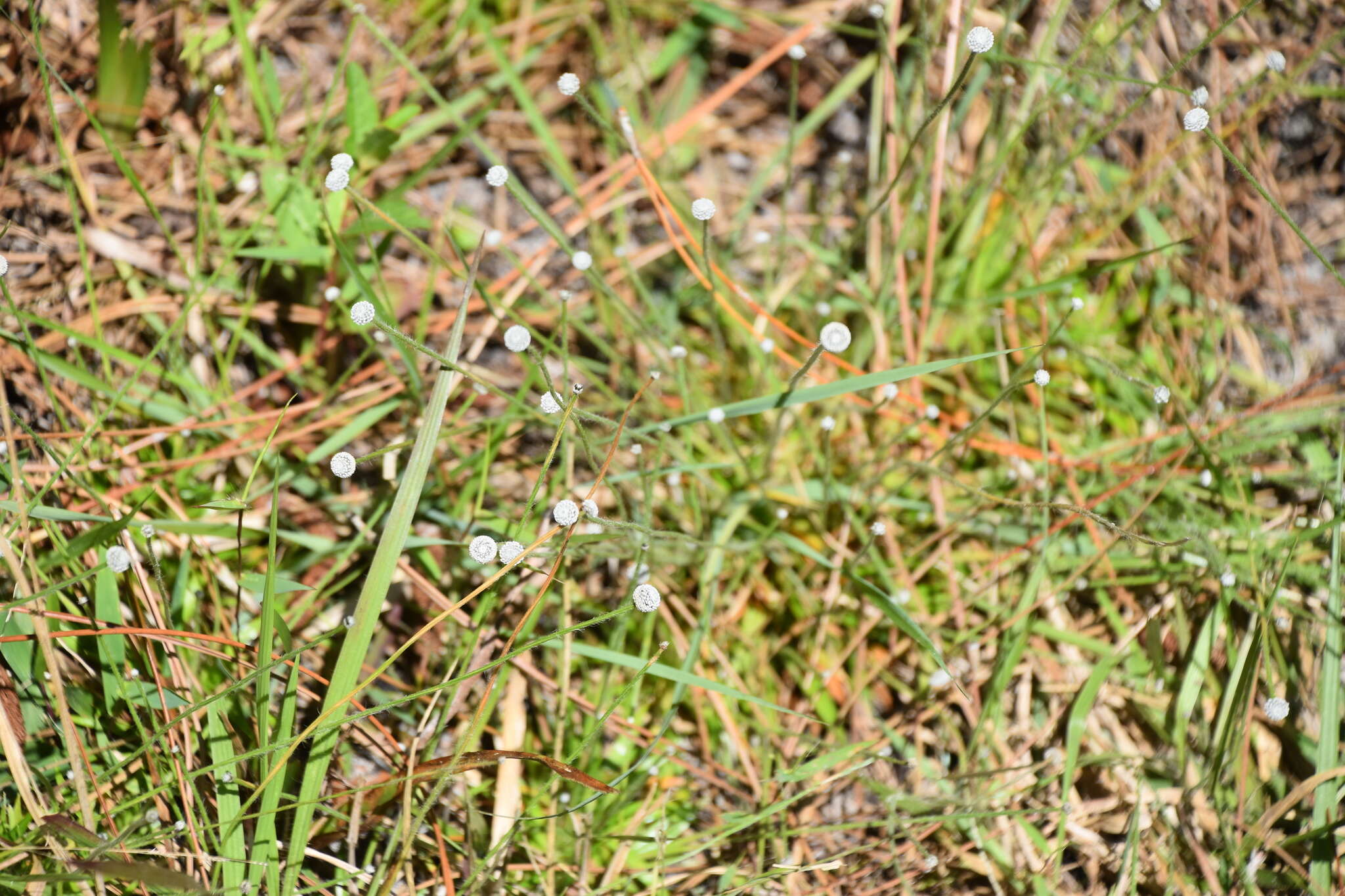 Image de Lachnocaulon anceps (Walter) Morong