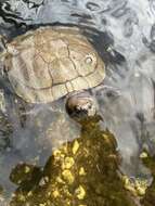 Image of Cat Island Freshwater Turtle