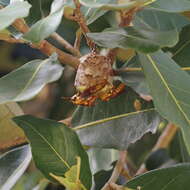 Image of Polistes japonicus de Saussure 1858