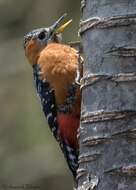 Image of Rufous-bellied Woodpecker