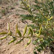 Imagem de Astragalus lentiginosus var. maricopae Barneby