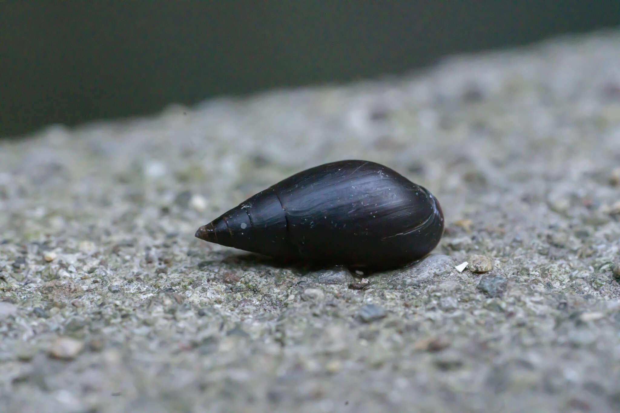 Image of <i>Melanopsis wagneri</i> Roth 1839