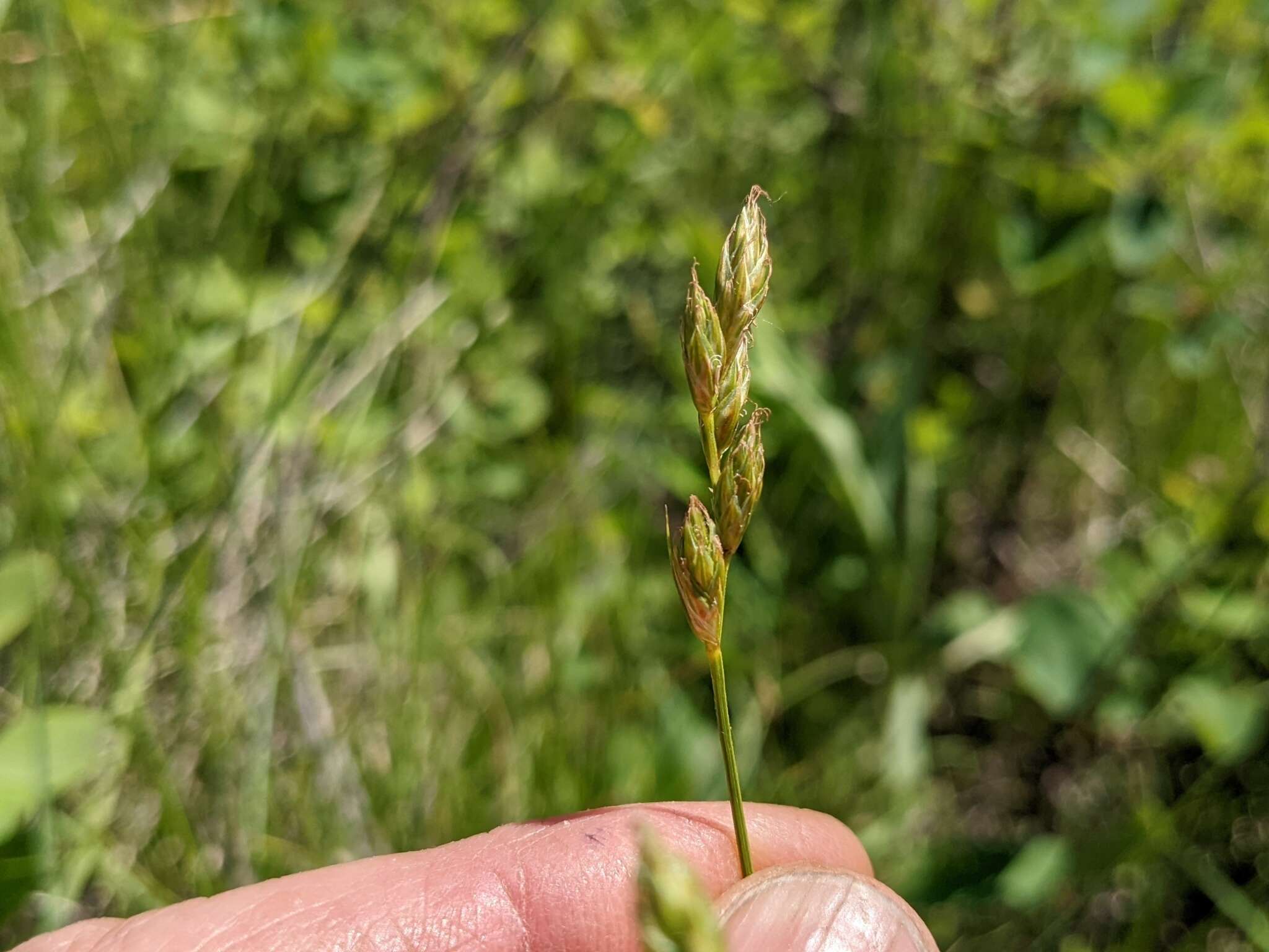 Image of whitescale sedge