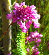 Image of Erica cubica var. cubica