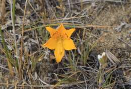 Image of Alstroemeria patagonica Phil.