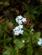 Image de Myosotis latifolia Poir.