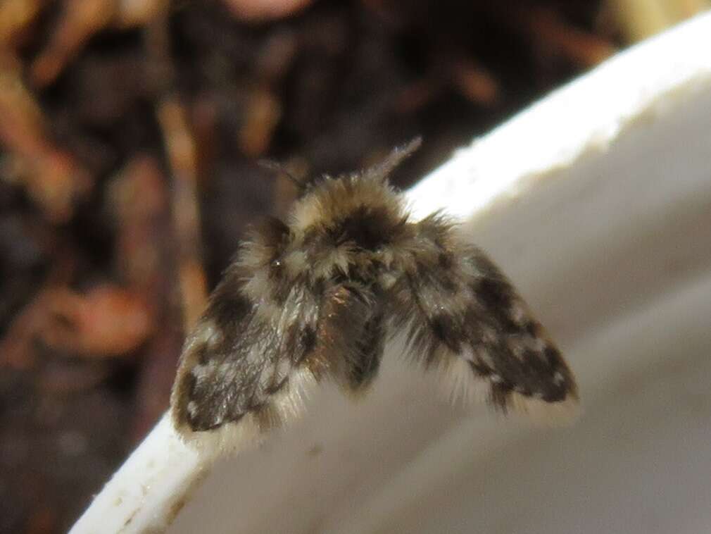 Image of Clytocerus splendidus Jezek 2007