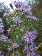 Plancia ëd Symphyotrichum elliottii (Torr. & A. Gray) G. L. Nesom