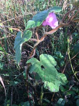 Слика од Ipomoea ficifolia Lindl.