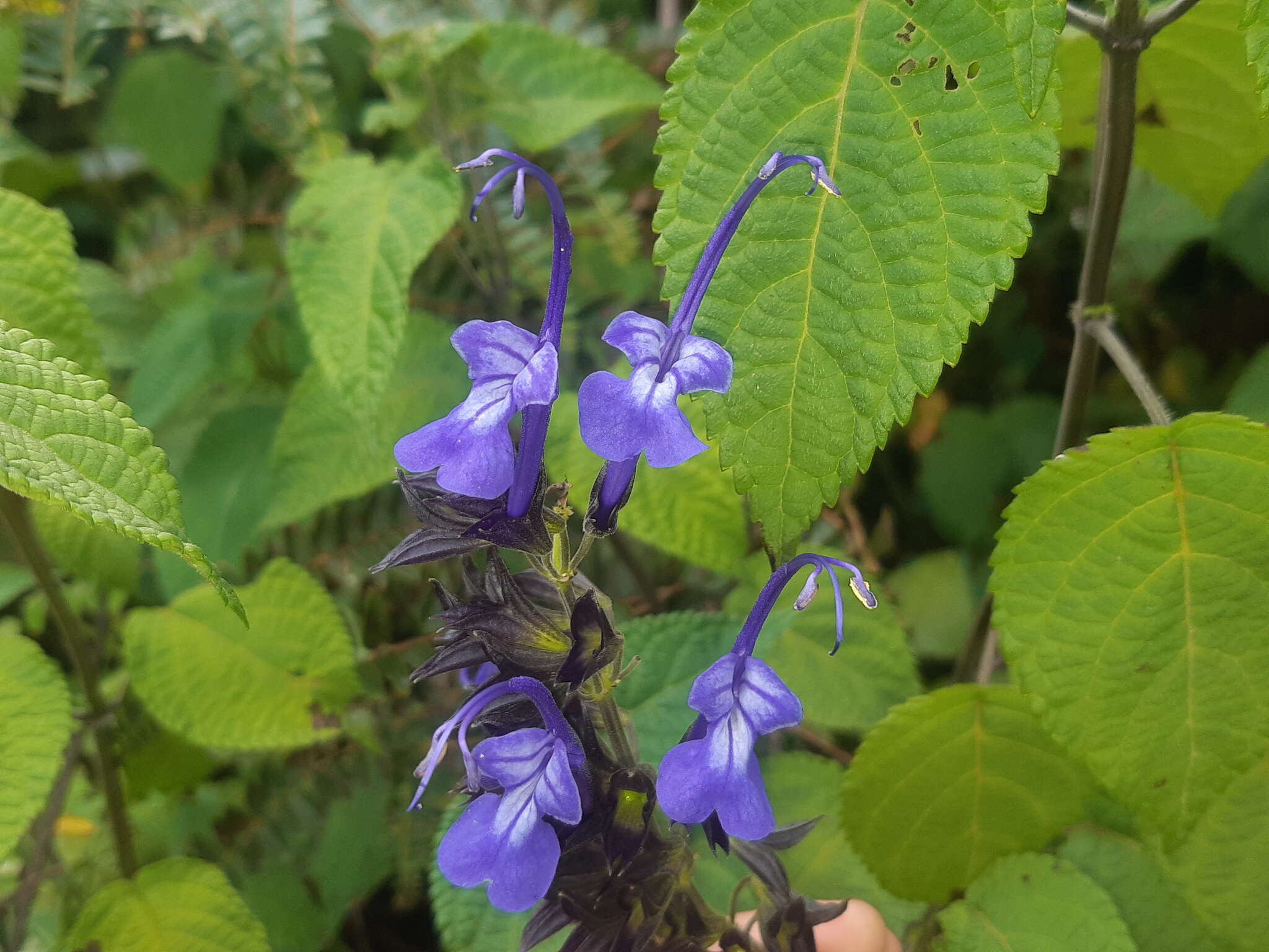 Image of Salvia pichinchensis Benth.