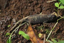 Image of Amber Mountain Leaf Chameleon