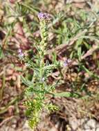 Image of supine vervain