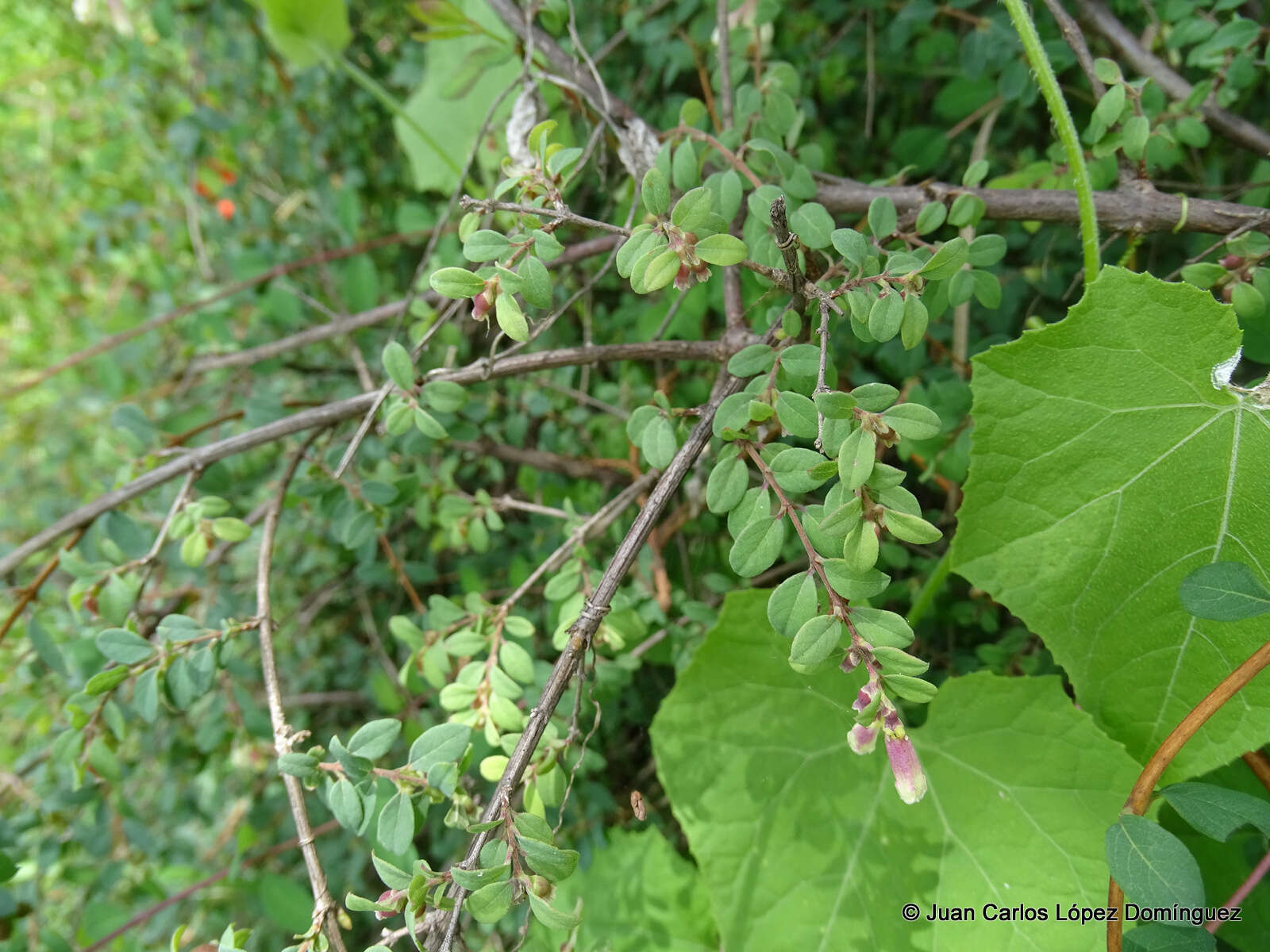 Image of pink snowberry