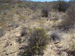 Image of Pteronia hutchinsoniana Compton