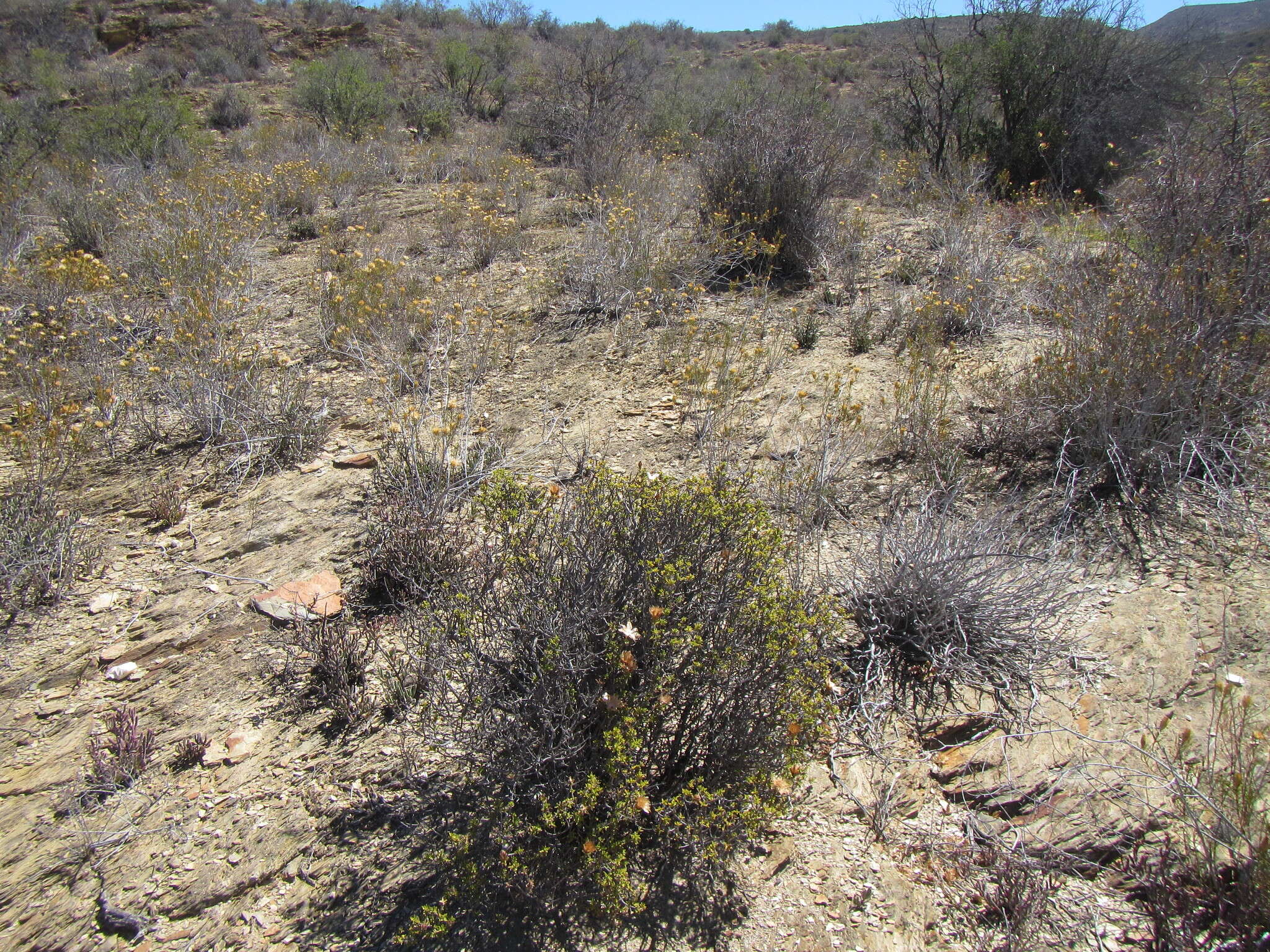 Image of Pteronia hutchinsoniana Compton