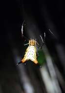 Image of Micrathena macfarlanei Chickering 1961