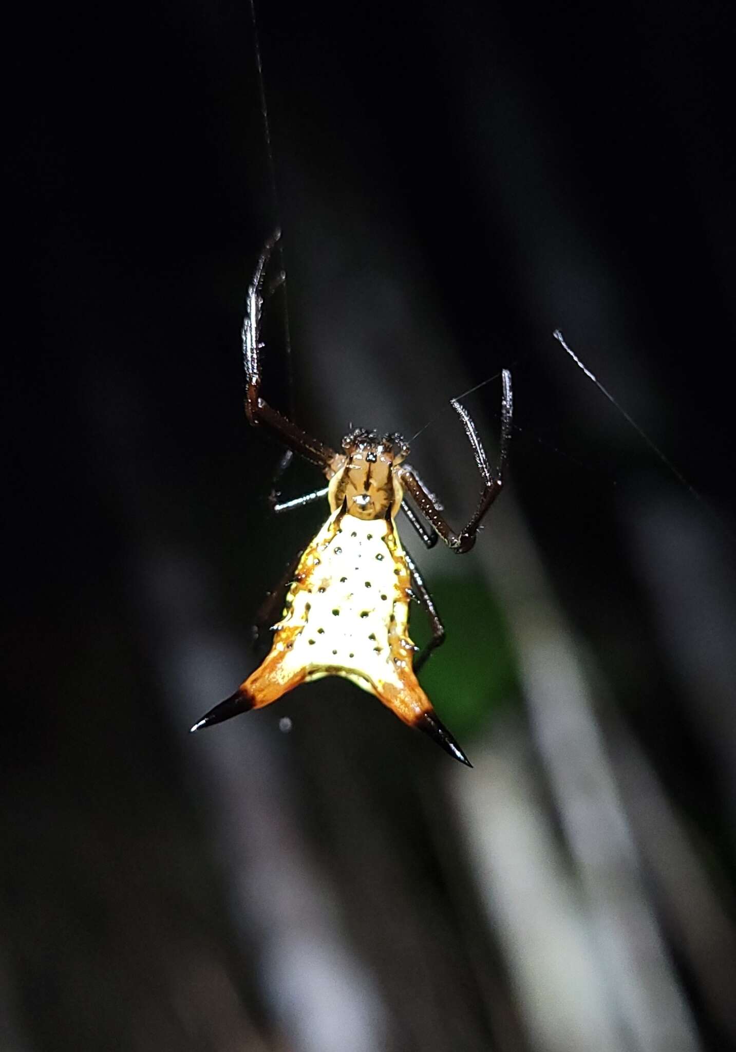 Image of Micrathena macfarlanei Chickering 1961