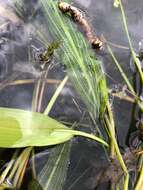 Image of Potamogeton angustifolius J. Presl