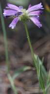 Image of Penstemon heterodoxus var. heterodoxus