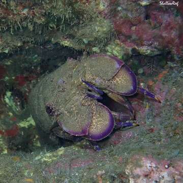 Image of Blunt Slipper Lobster