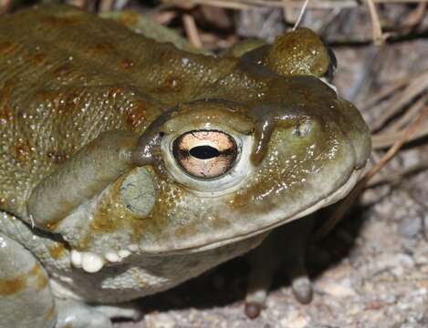 Image of Colorado River Toad Sonoran Desert Toad