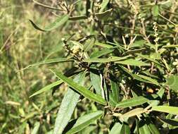 Image of Croton stigmatosus F. Muell.