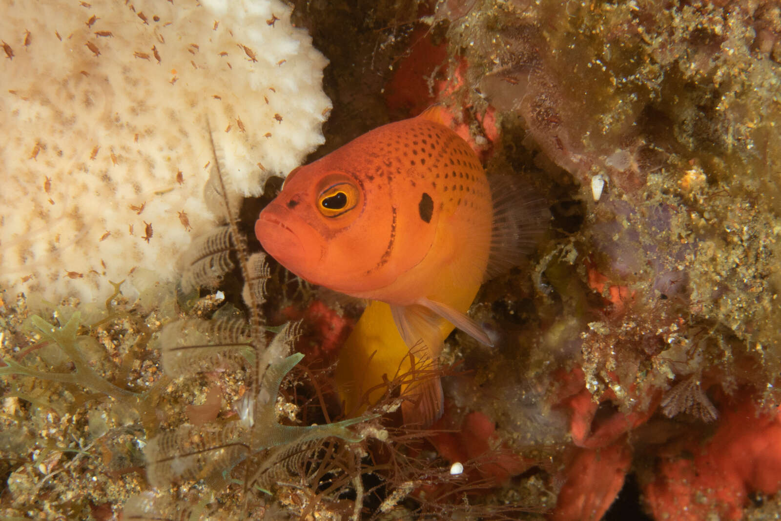 Plancia ëd Pseudochromis moorei Fowler 1931