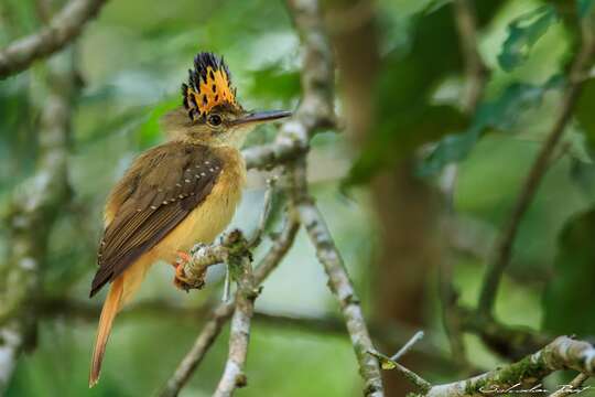 <i>Onychorhynchus coronatus mexicanus</i>的圖片