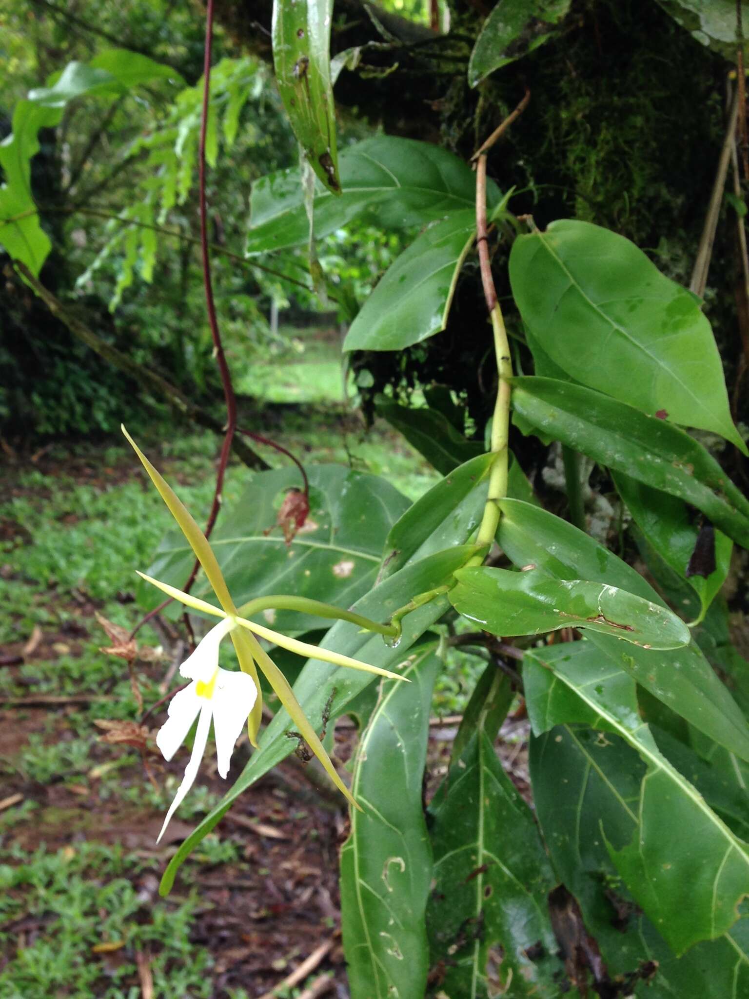 Image de Epidendrum nocturnum Jacq.