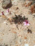 Image of Pelargonium burgerianum J. J. A. Van der Walt