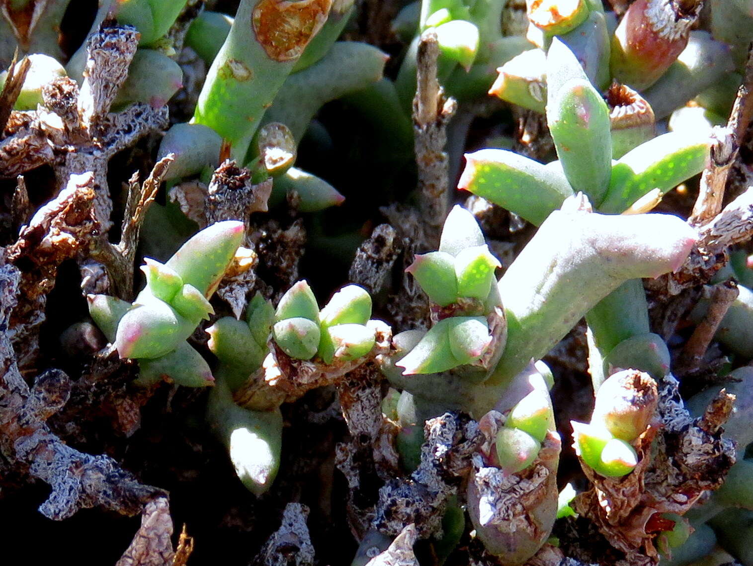 Image of Ruschia beaufortensis L. Bol.