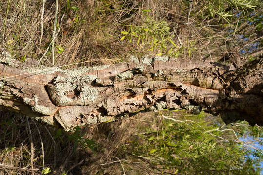 Image de Agarista eucalyptoides (Cham. & Schltdl.) G. Don