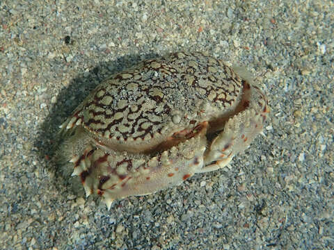 Image of ocellate box crab