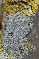 Image of bran lichen