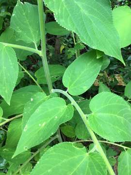 Image de Trema tomentosa var. tomentosa