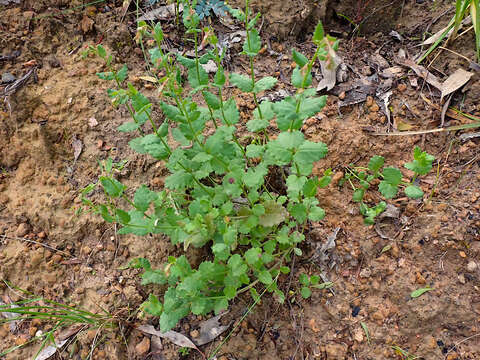 Image of Gonocarpus mezianus (Schindl.) Orchard