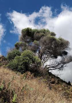 Image de Olea europaea subsp. cerasiformis G. Kunkel & Sunding