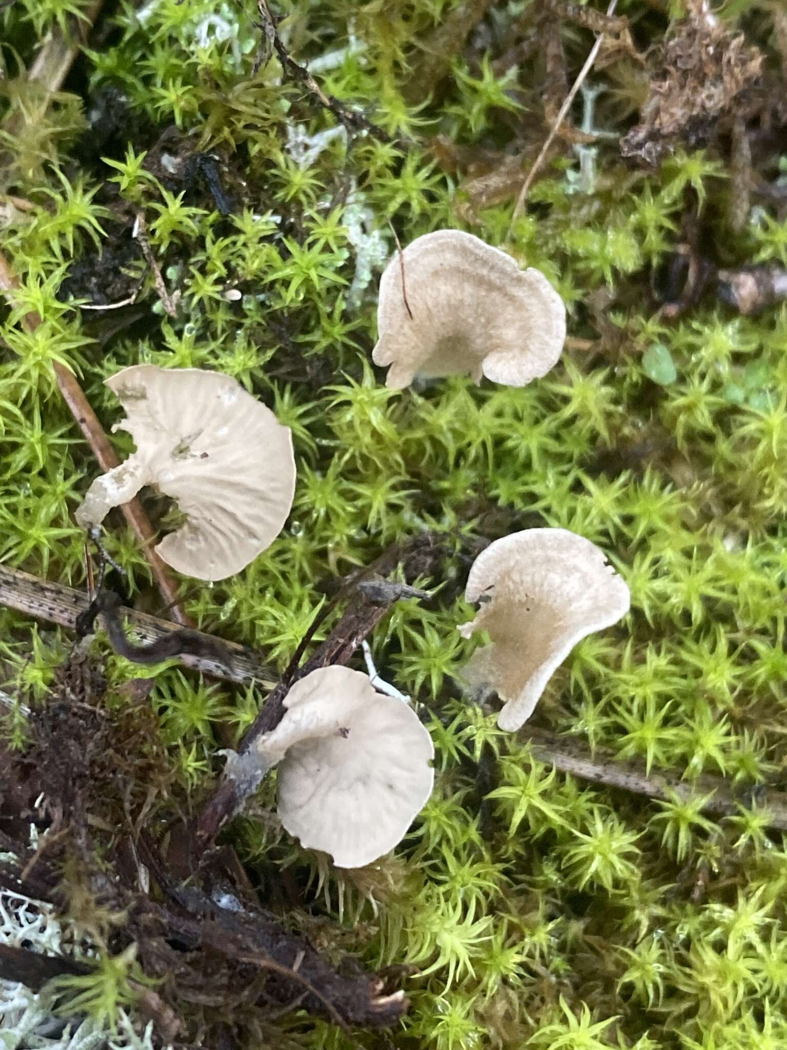 Image de Arrhenia spathulata (Fr.) Redhead 1984