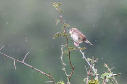 Image of Short-winged Cisticola