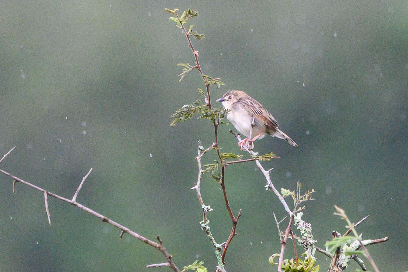 Image of Short-winged Cisticola