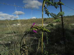 Plancia ëd Dalea bicolor var. naviculifolia (Hemsl.) Barneby