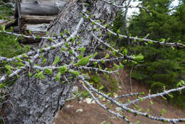 Image of Alpine Larch